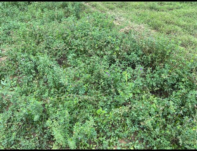 338HA FARM FOR SALE IN LADISMITH RURAL